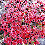 Cranberries on Hood River Property