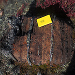 Banded mineralization